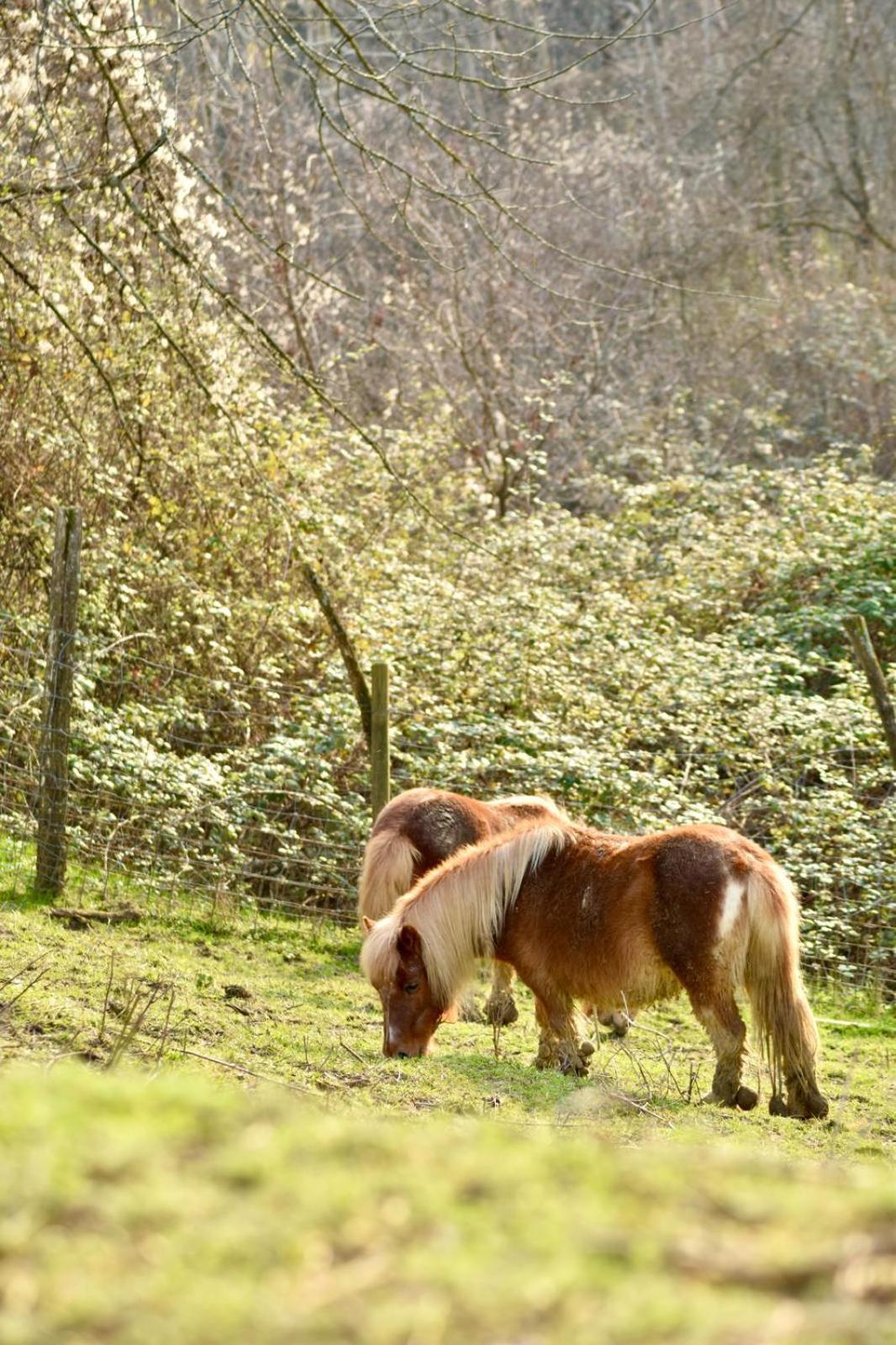Agriturismo Le Noci Tarzo ภายนอก รูปภาพ