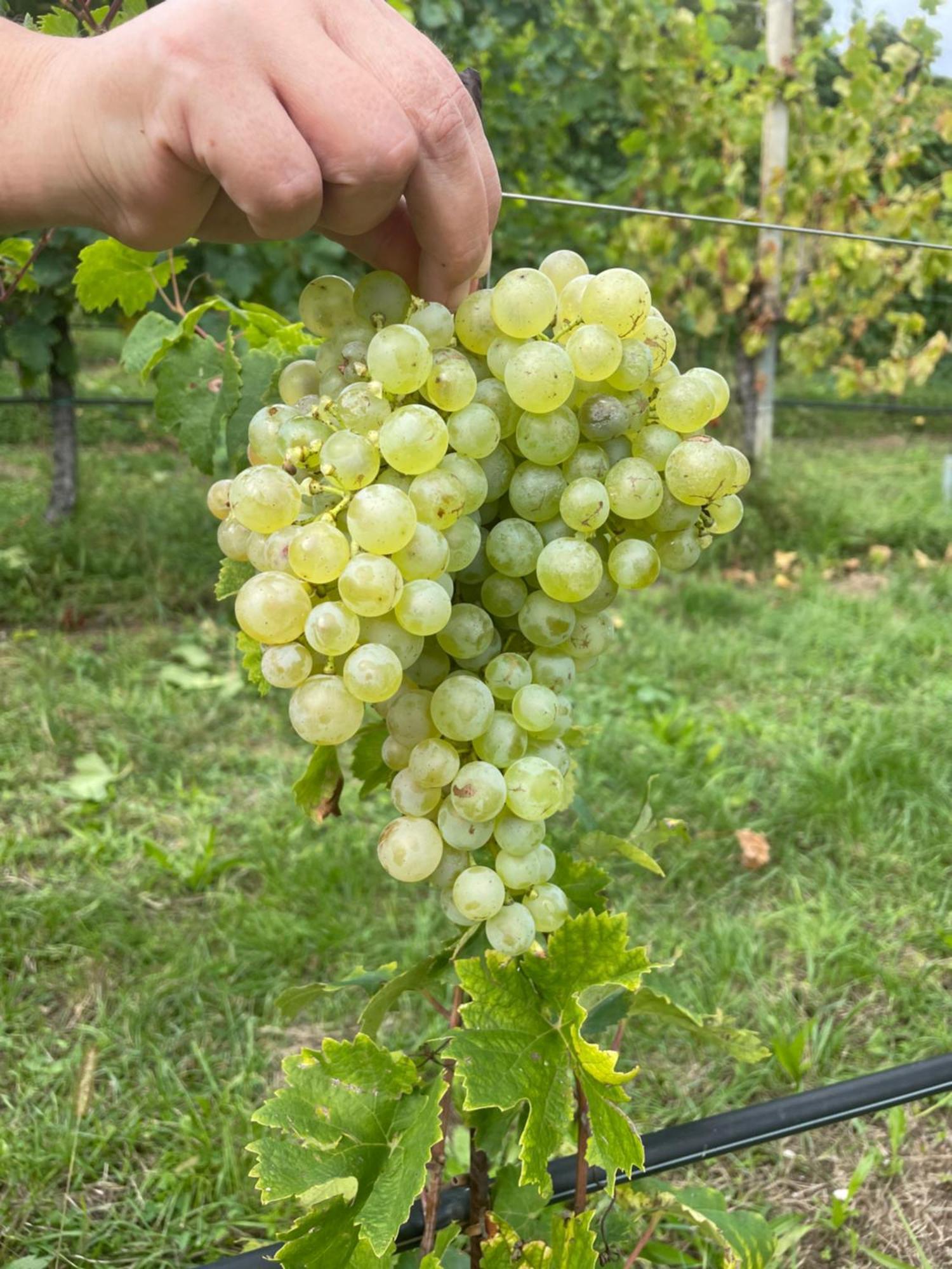 Agriturismo Le Noci Tarzo ภายนอก รูปภาพ