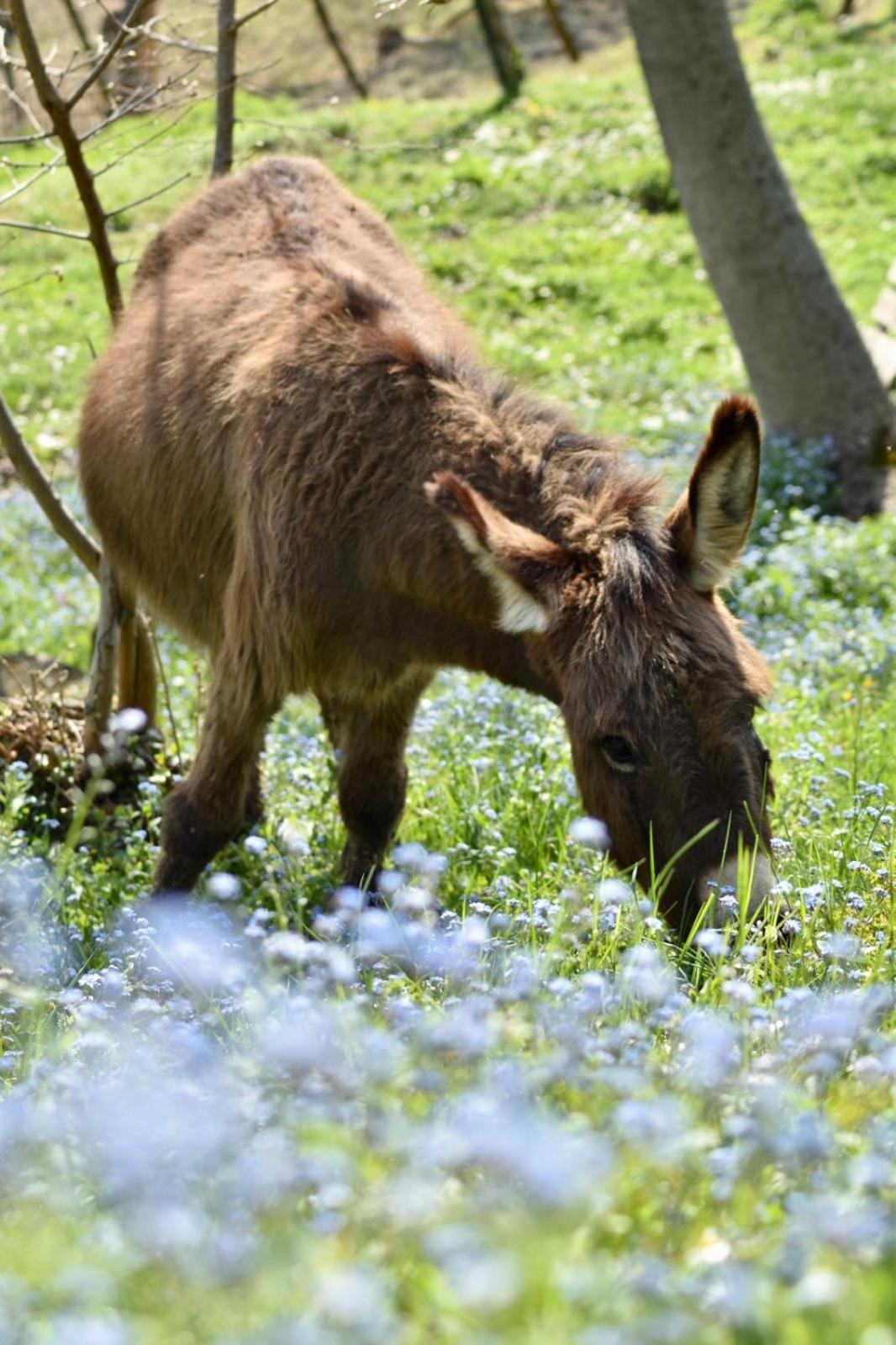 Agriturismo Le Noci Tarzo ภายนอก รูปภาพ