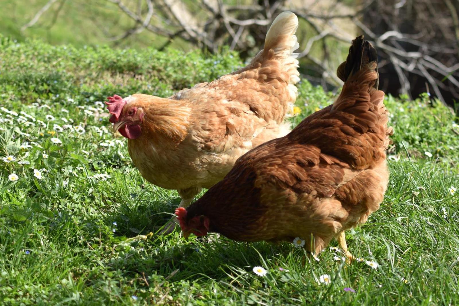 Agriturismo Le Noci Tarzo ภายนอก รูปภาพ